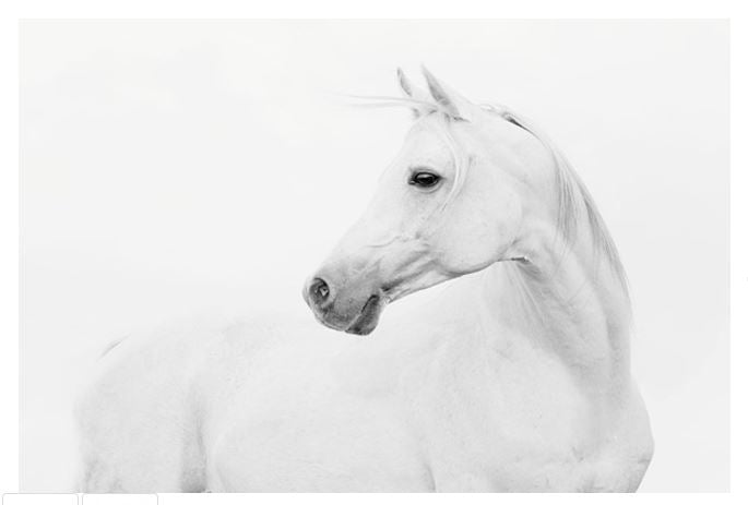 Art Reverse Printed Glass Blanco Stallion Horse