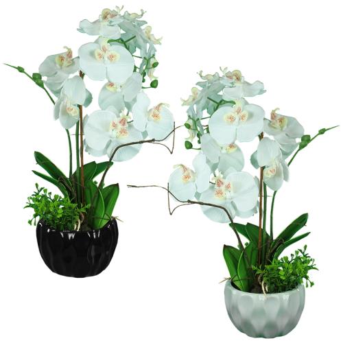 White Orchid in Ceramic Pot Floral