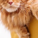 what to do if your cat pees on furniture