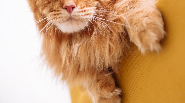 what to do if your cat pees on furniture