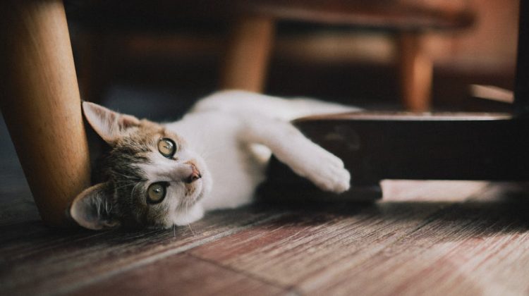 when can you put furniture on refinished hardwood floors